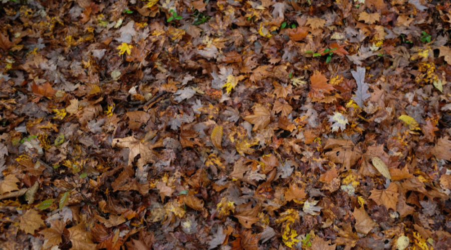 Compost your Leaves: Philly’s 2020 Leaf Recycling Program