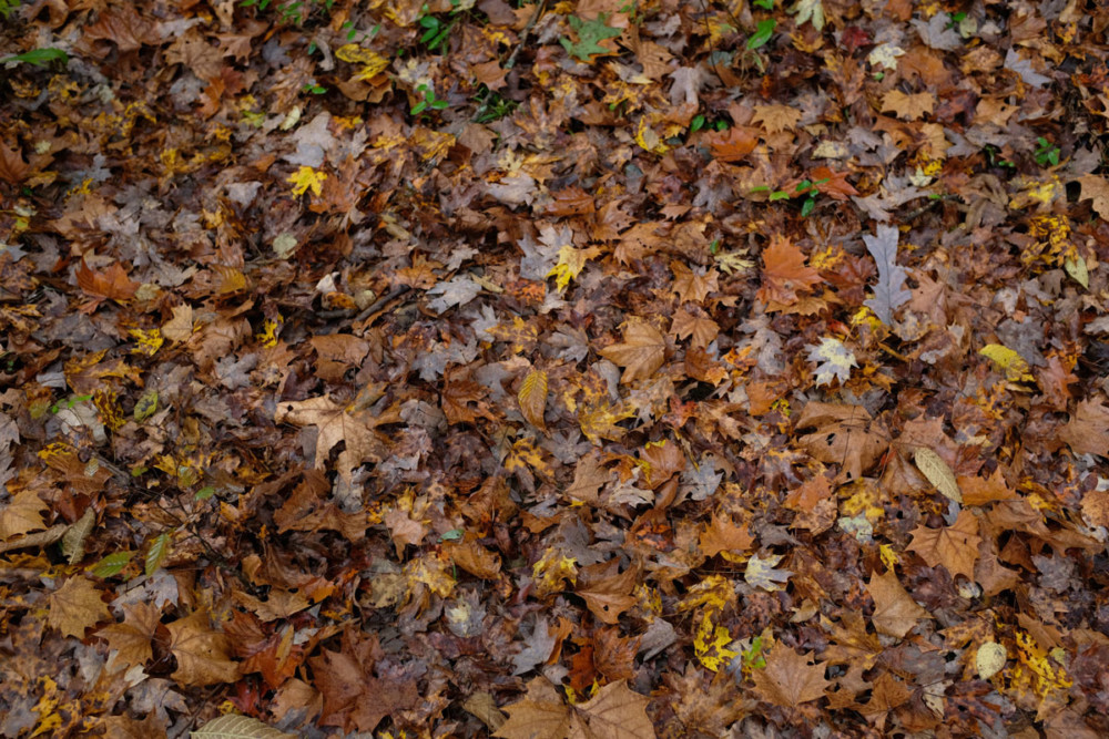 Compost your Leaves: Philly’s 2020 Leaf Recycling Program