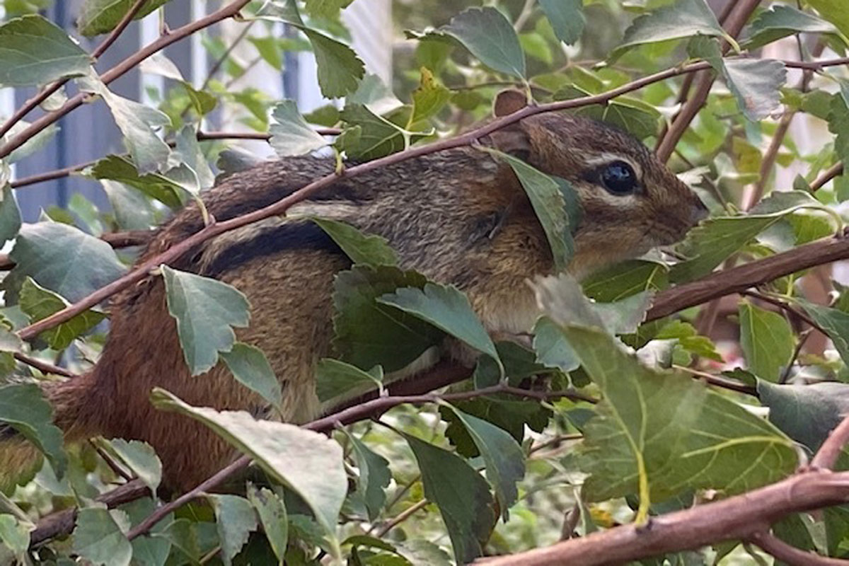 Beavers and sturgeon and bass, oh my! What wildlife tells us about watershed health