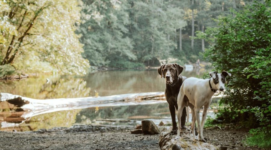 Philadelphia’s litter is notorious. It also harms our waterways.