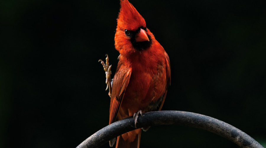 Bird Safe Philly wants you to turn off the lights – to save birds