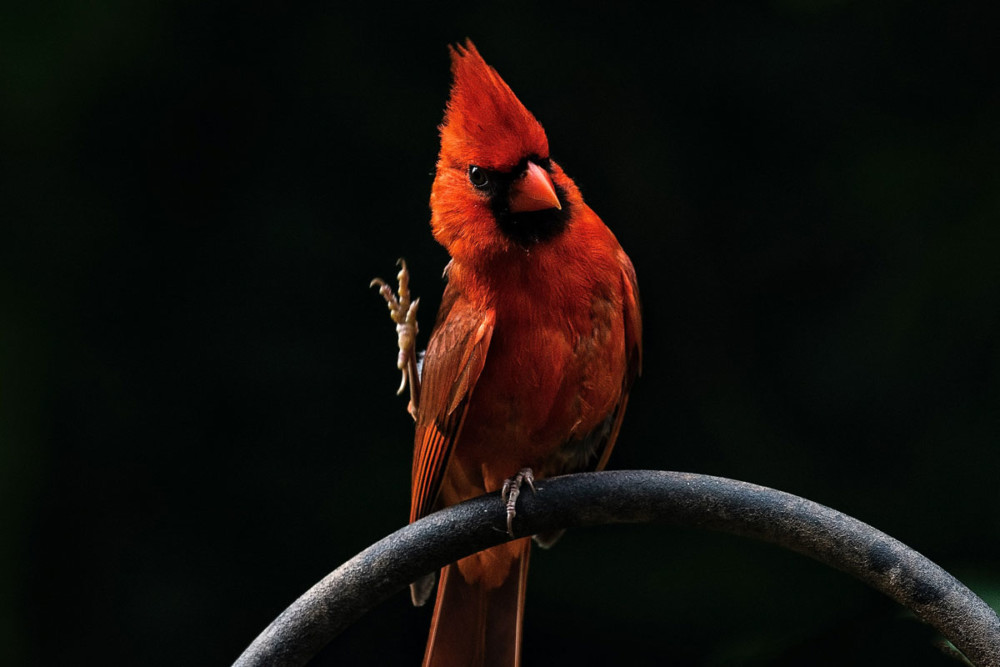 Bird Safe Philly wants you to turn off the lights – to save birds