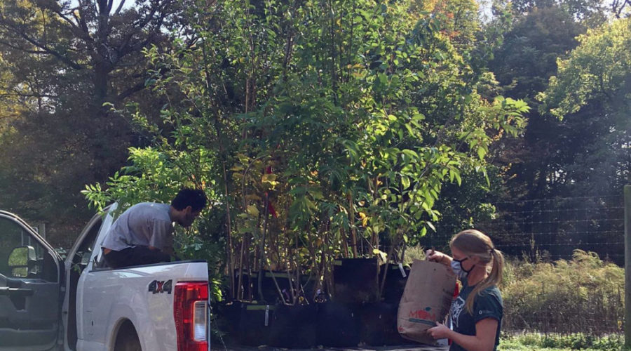 TreePhilly giving 1000 FREE Trees to Plant at Home