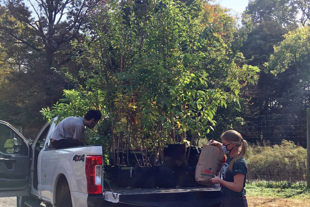 TreePhilly giving 1000 FREE Trees to Plant at Home