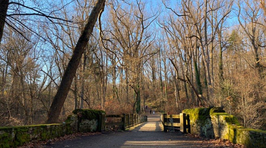 Parks & Rec wants your input to get to the “root” of mistrust of Trees