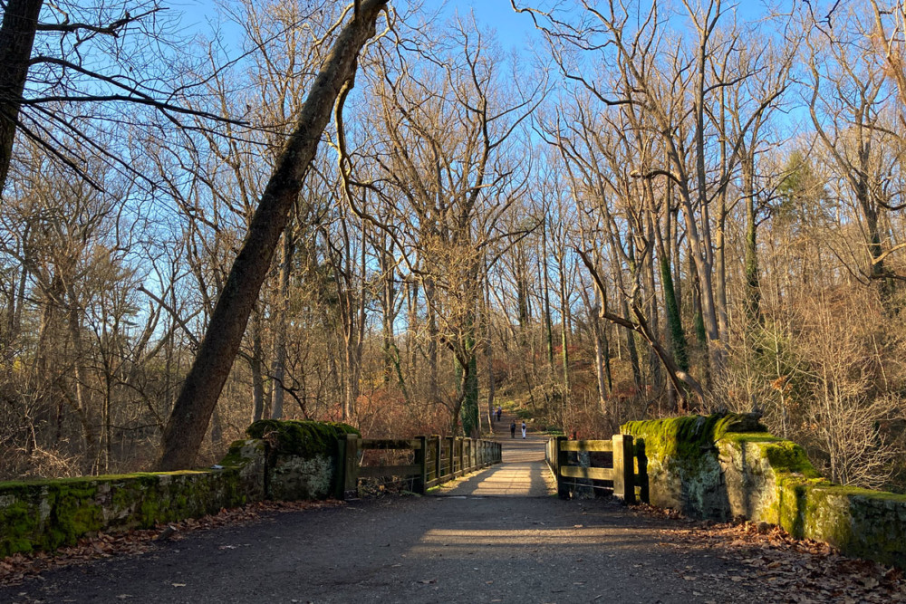 Parks & Rec wants your input to get to the “root” of mistrust of Trees