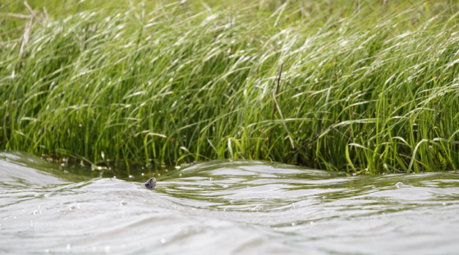 Watershed Heroes: David Wheeler talks saving vital species through the Conserve Wildlife Foundation of NJ