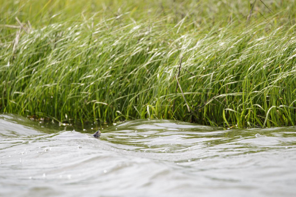 Watershed Heroes: David Wheeler talks saving vital species through the Conserve Wildlife Foundation of NJ