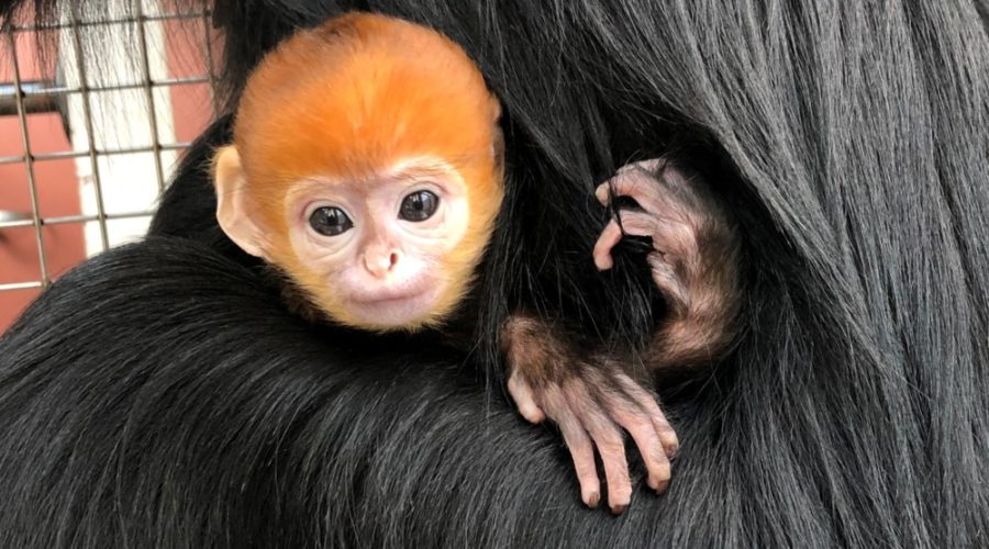 Baby boom at the Philadelphia Zoo: 6 new arrivals including endangered species