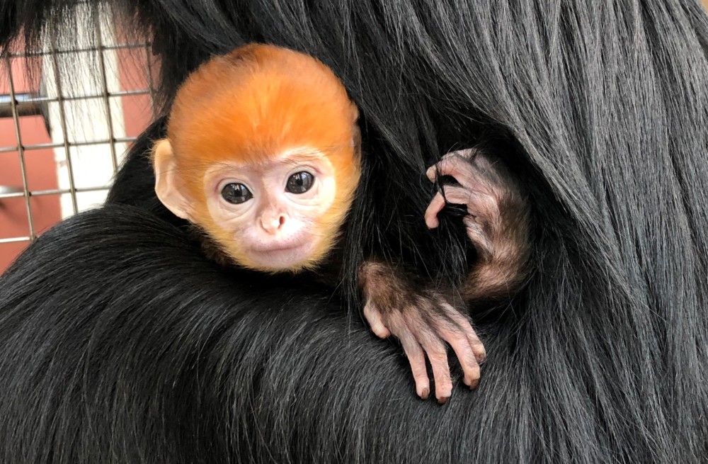 Baby boom at the Philadelphia Zoo: 6 new arrivals including endangered species