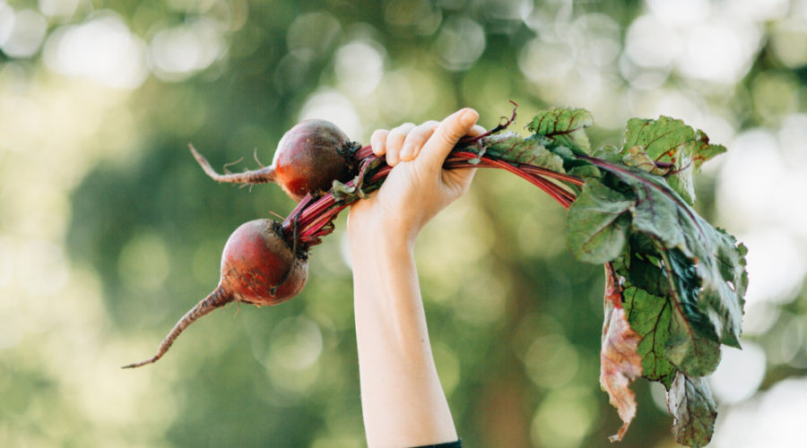 Good News: PHS Harvest donated over 13,000 pounds of produce in the past two months