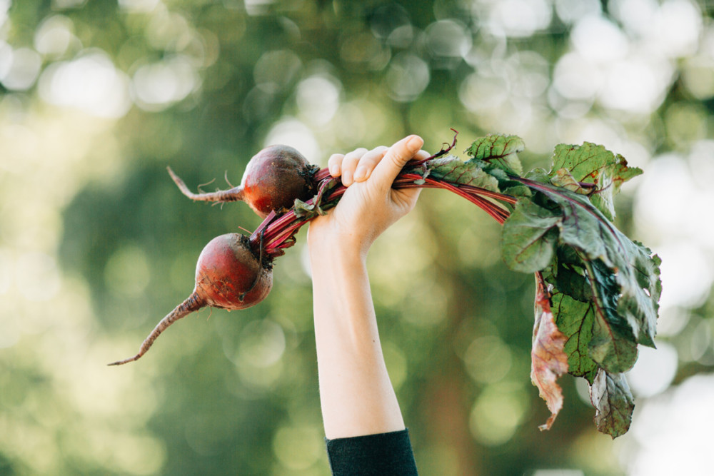 Good News: PHS Harvest donated over 13,000 pounds of produce in the past two months