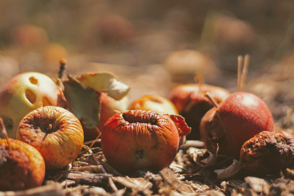 Local restaurants can improve sustainability with Food Waste Business Challenge
