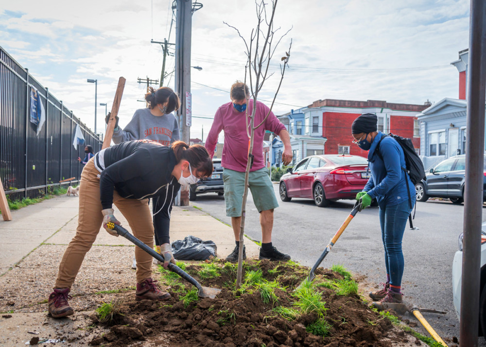 Sign up to plant trees from November 17-21st
