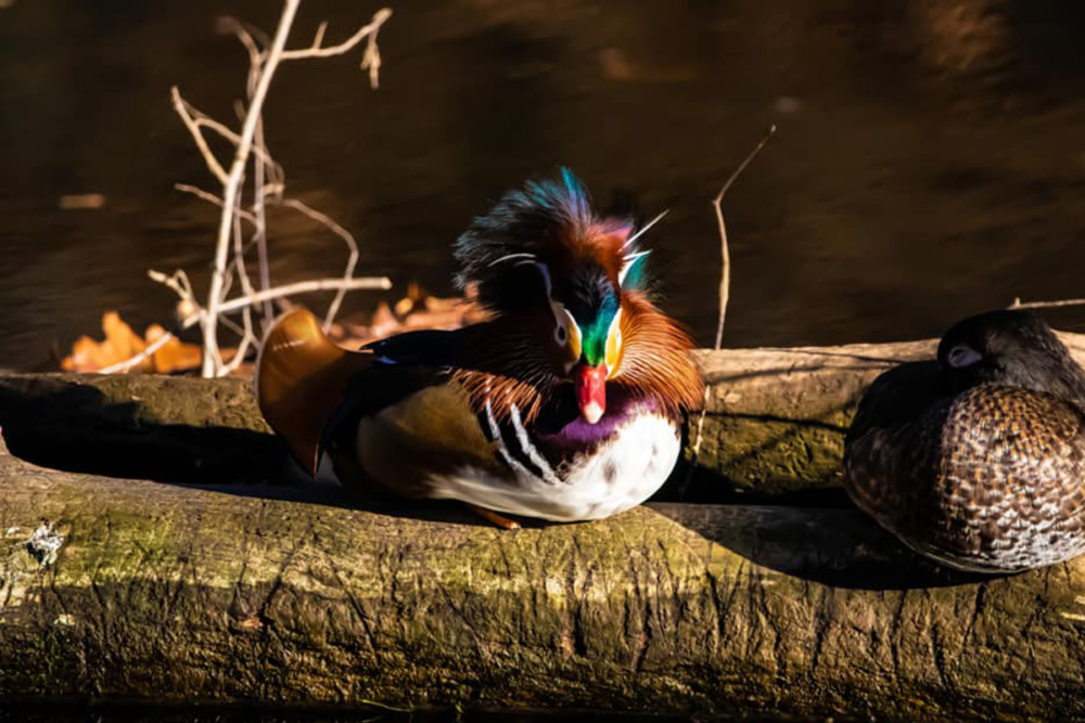 RIP the Mandarin Duck of Pennypack Park