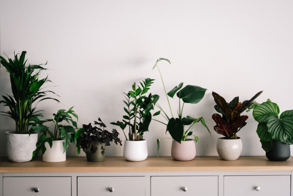7 Philly Plant Shops to Find Your Next Favorite Plant