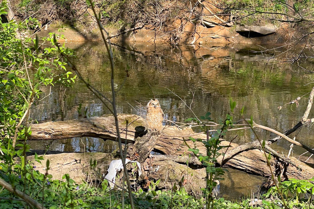 6 Places to go Bird Watching in Philly
