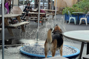 dog in heat