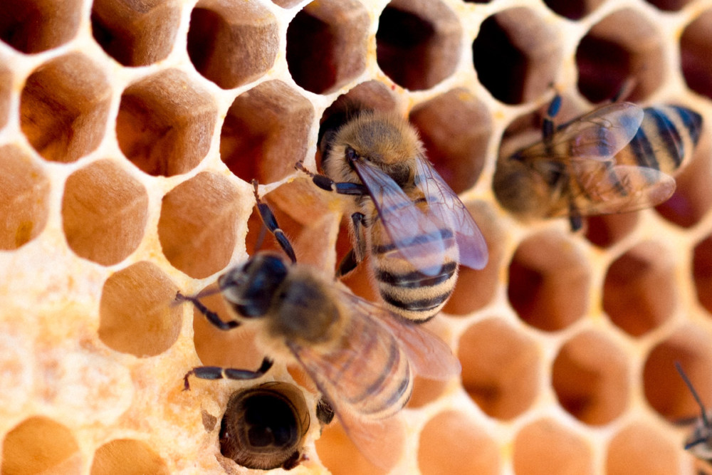 Liberty Bell Beekeepers are on a mission to protect and rescue bees