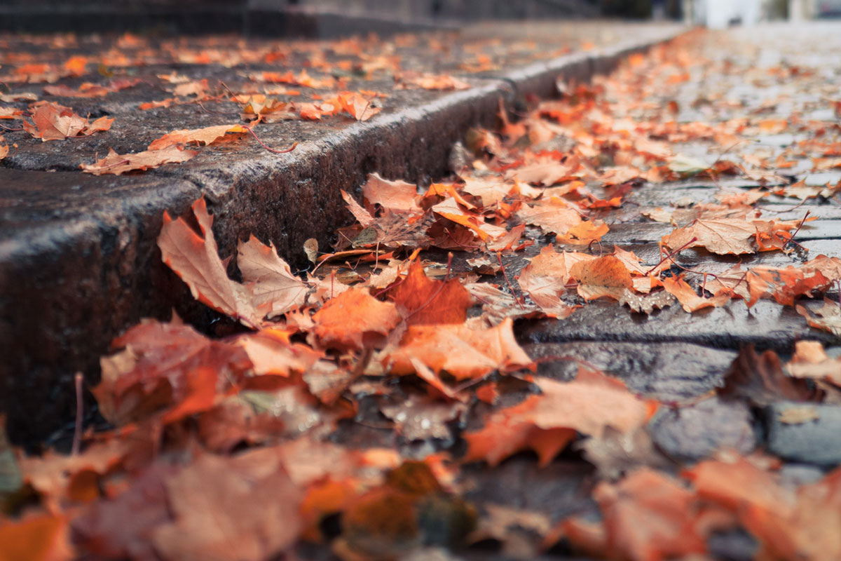 Where to compost (“recycle”) your leaves in Philly – 2022