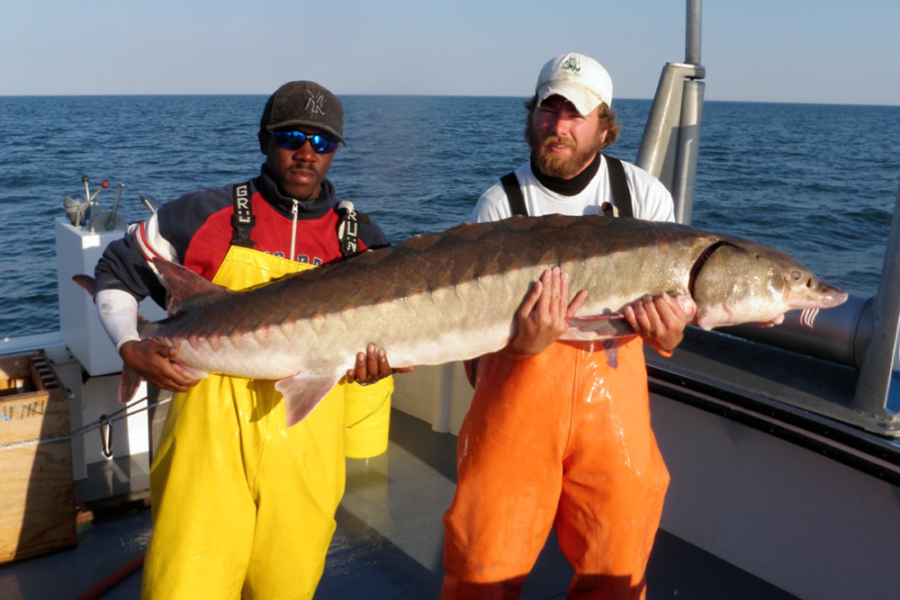 Juvenile Sturgeon: A juvenile Atlantic sturgeon captured in the Delaware River by DNREC Division Fish and Wildlife scientists for collecting data – including estimates of abundance and spawning success in the river – and then released. The juvenile sturgeon was sampled pursuant to National Marine Fisheries Service Endangered Species Act Permit No. 24020. (Courtesy of the Delaware Department of Natural Resources and Environmental Control)