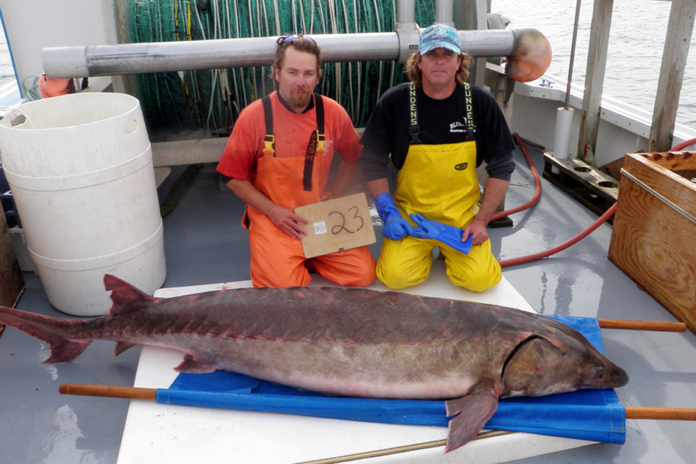 The Plight of the Atlantic Sturgeon: Can these prehistoric fish make a comeback?