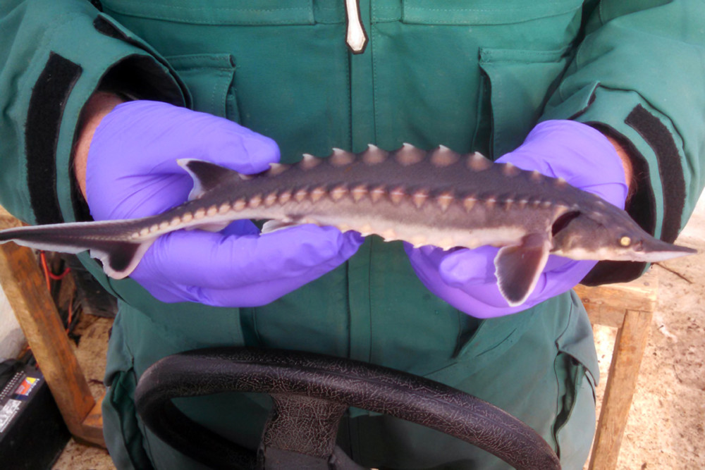 Juvenile-Sturgeon