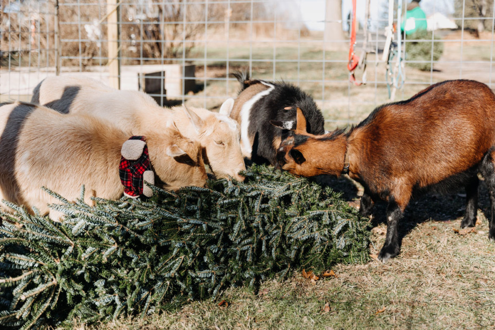 Where to recycle your Christmas Trees 2023