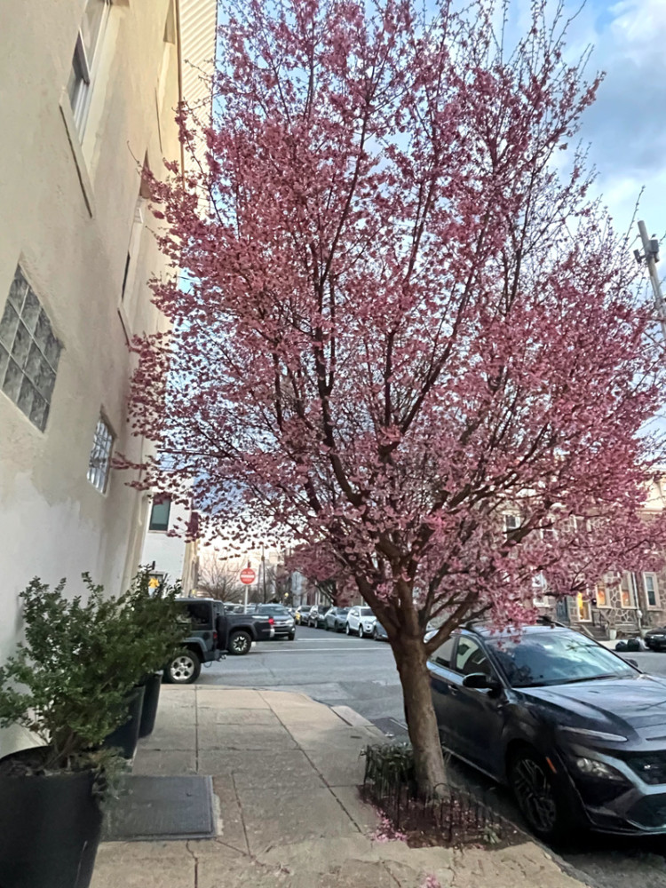 Cherry blossoms