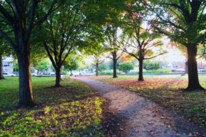 philadelphia trees marconi plaza