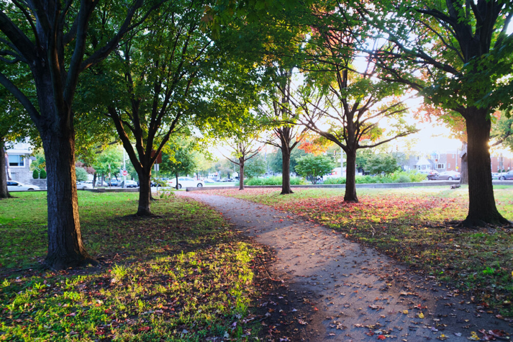 Philly Tree Plan Will Require Political Will, ‘Lofty’ Funding to Execute