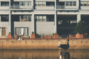 bird philadelphia unsplash