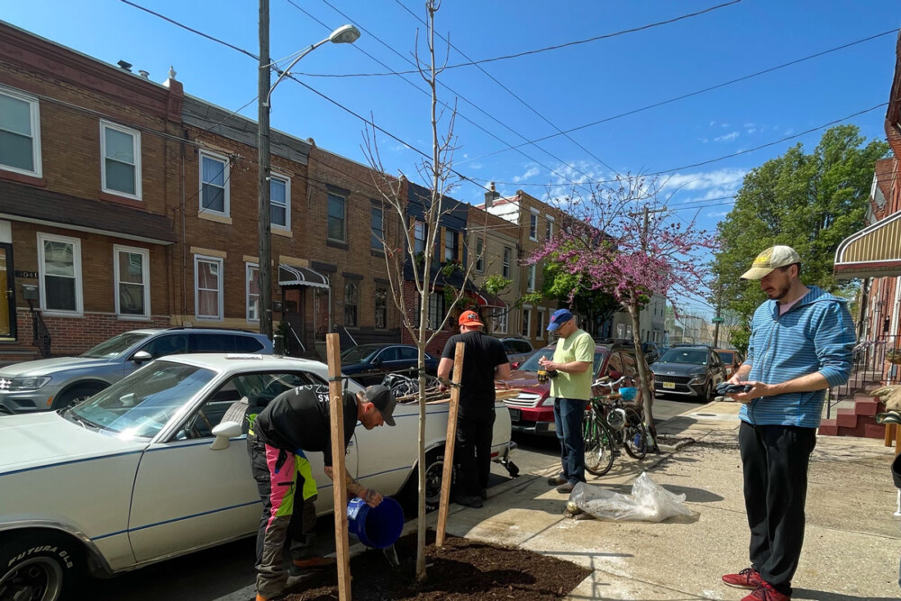 Eco-explainer: How to apply for a free tree in Philadelphia