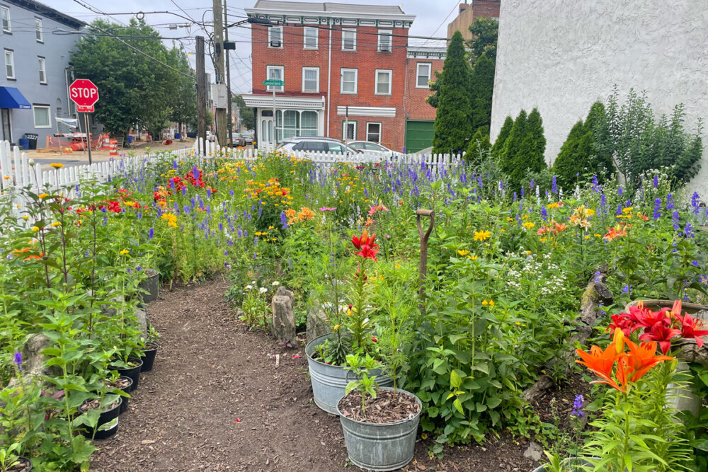 Seeds of change: How Tulip Street Garden became a neighborhood oasis & pollinator protector