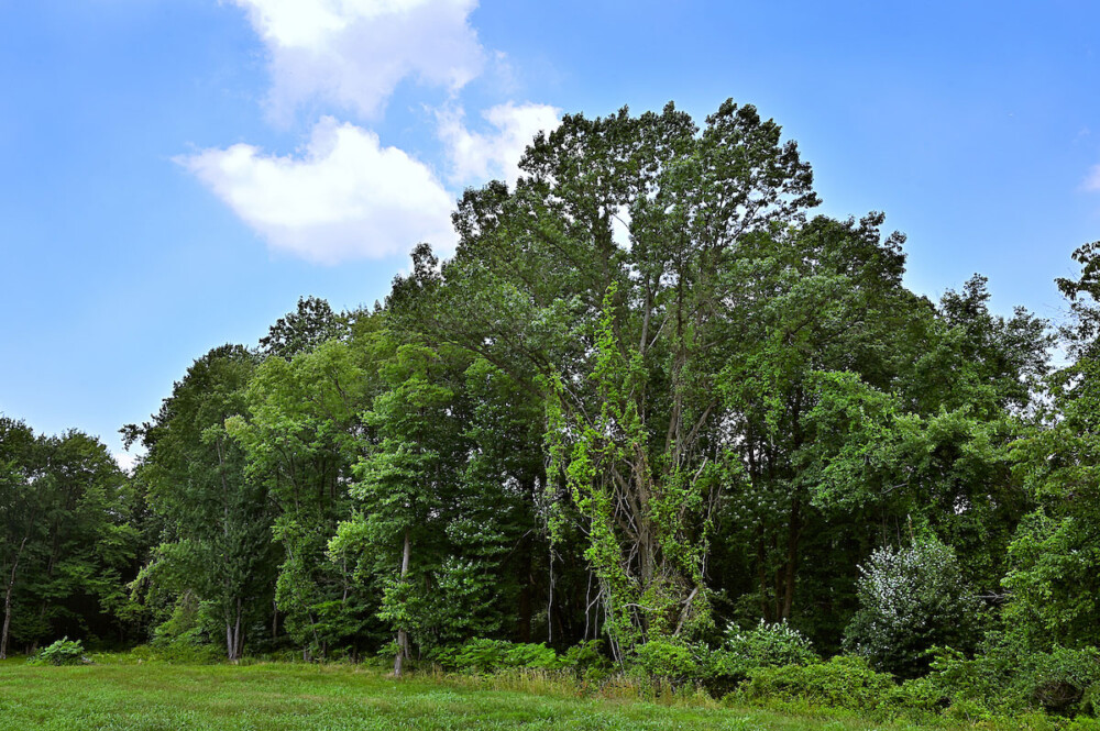 Schuylkill Center secures 24 Acres of green space in Upper Roxborough for permanent conservation