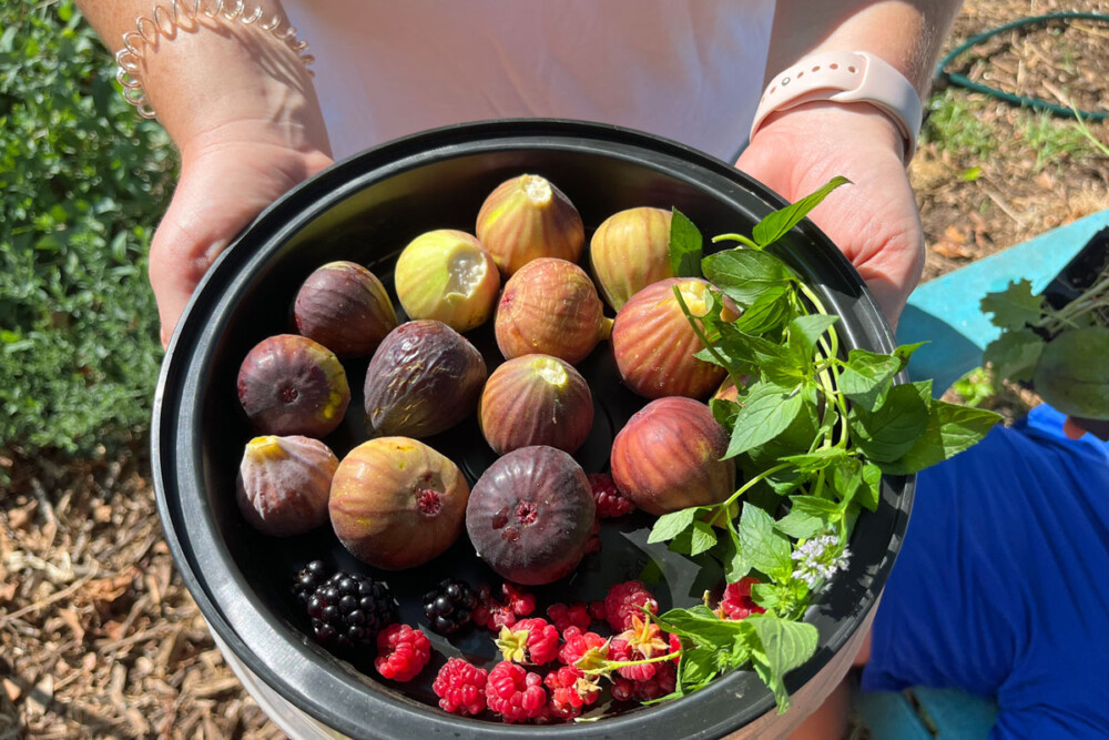 Jen and Andrew Raab, of South Philadelphia, came to pick figs at the community garden after seeing an Instagram post from the LoMo civic association.
(Photo credit: Lauren Ingeno)